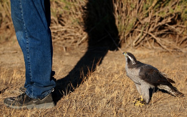Falconry